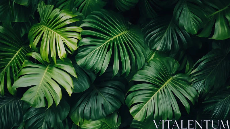 Lush tropical monstera leaves create a calming green escape