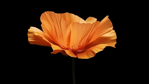 Golden Poppy Aflame Against Midnight Canvas