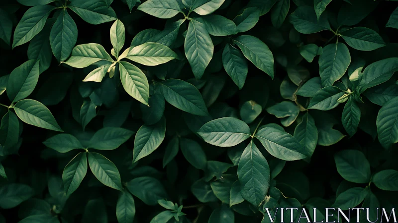 Dense green foliage with directional natural lighting and soft focus