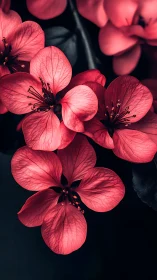 Crimson Blooms Burst Through Darkness.