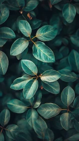 Gentle teal leaves glowing softly in quiet evening light.