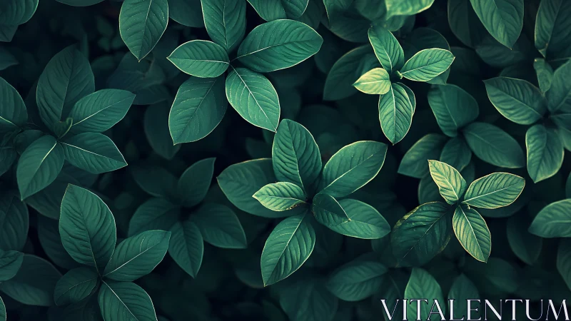 Overhead view of layered green foliage in soft light.