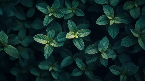 Top-down macro of mint leaves with cool cinematic lighting