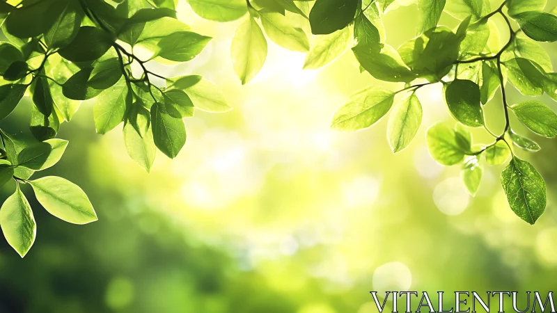 Sunlit Green Leaves with Soft Bokeh Background, Nature Photography.