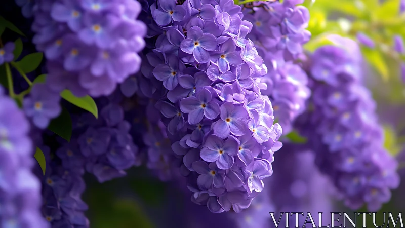 Purple lilac blossoms cluster on branches with yellow center stamens.