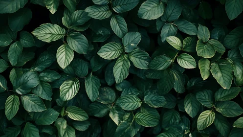 Dense green foliage with directional sidelight and subtle vignetting