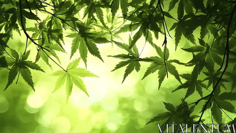 Backlit maple foliage forms layered canopy with bokeh glow