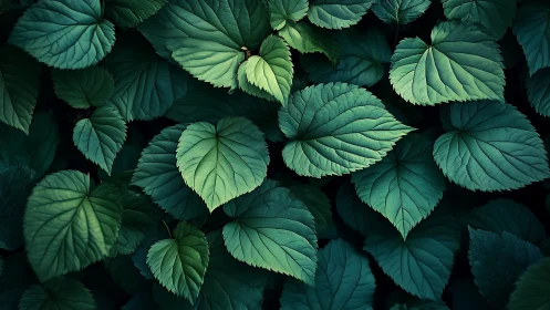 Dense green heart-shaped leaves form layered botanical pattern