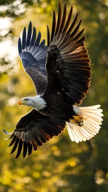 Sunlit bald eagle glides gracefully through golden forest air