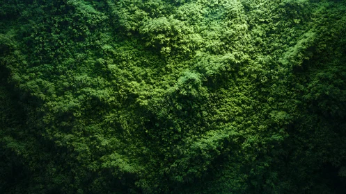 Aerial Forest Canopy Dense Green Foliage