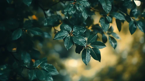 Close-up of Lush Green Leaves in Soft Natural Light, Moody Style.