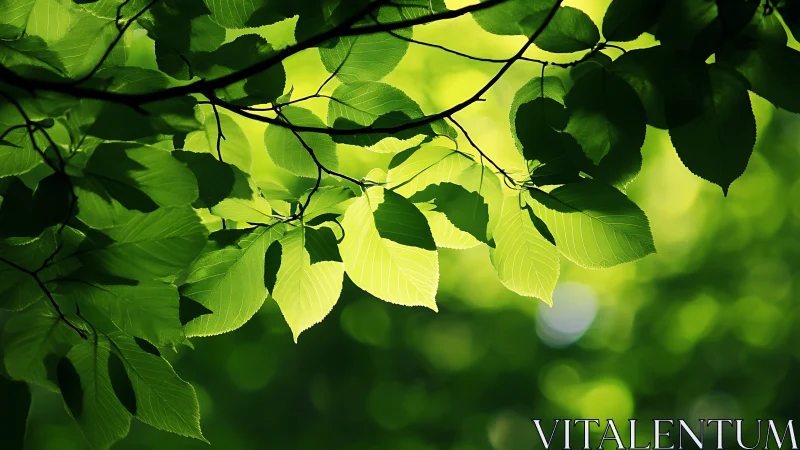Sunlit Green Leaves with Soft Bokeh in Nature Photography Style.