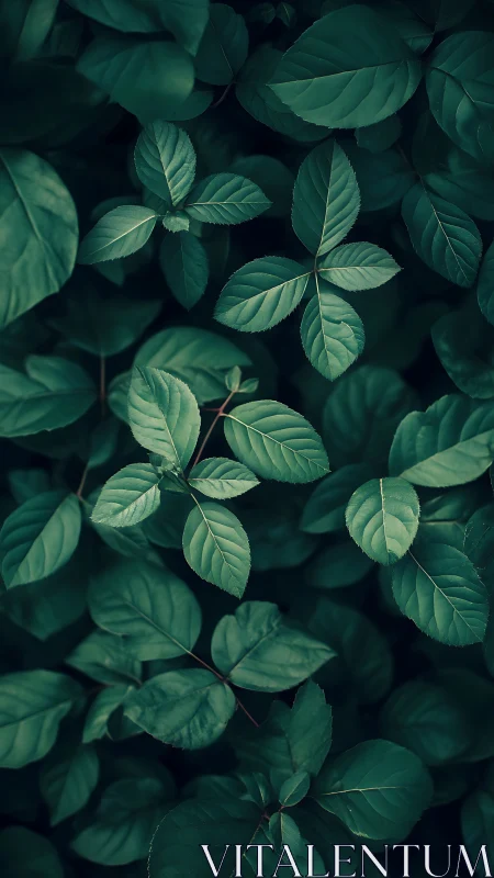 Dark green foliage pattern with soft moody backlighting.