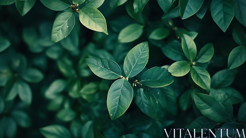 Macro photographic study of glossy green shrub foliage detail