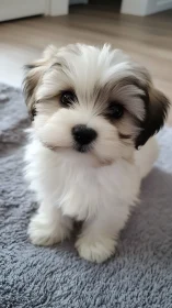 Fluffy white puppy sitting on soft gray textured rug.
