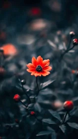 Vibrant Orange Daisy with Selective Focus Against Desaturated Background