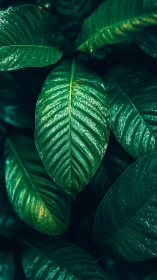 Lush tropical leaves glisten softly under moody teal light