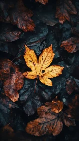 Single yellow maple leaf lies on dark wet autumn foliage