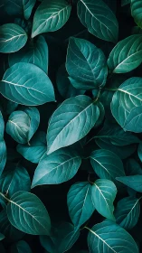 Emerald hush of layered leaves in shadowed garden hush.