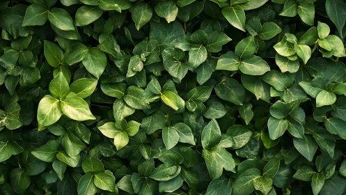 Dense common ivy foliage with overlapping glossy green leaves