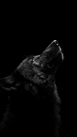 Black wolf profile gazes upward in stark low key light