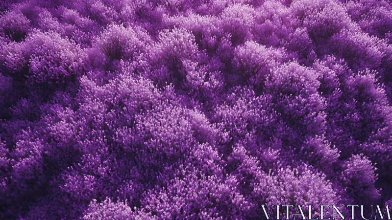 Lavender galaxies billow like soft nebulae at ground level