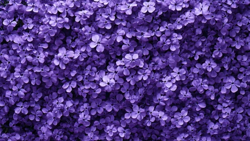 A Sea of Purple Petals Blooming Together.