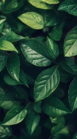 Quiet emerald leaves composing a moody forest whisper.