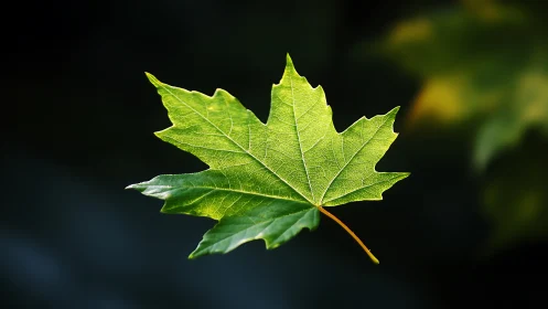 Sunlit maple leaf drifting in quiet forest shadowspace.