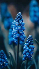 Vivid Blue Grape Hyacinth Blooms in Sharp Focus.