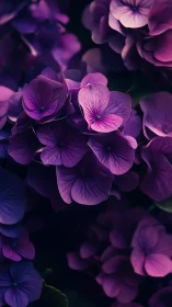 Purple Petals Glowing in the Twilight Garden.