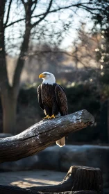 Bald eagle on sunlit log perch in outdoor wooded enclosure.