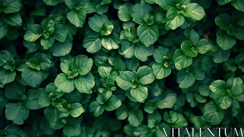 Dense overhead view of uniform green leafy groundcover.