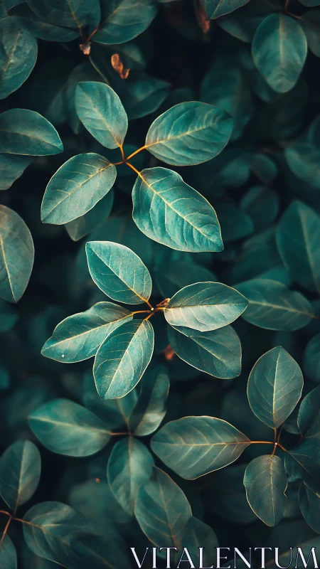 Gentle teal leaves glowing softly in quiet evening light.