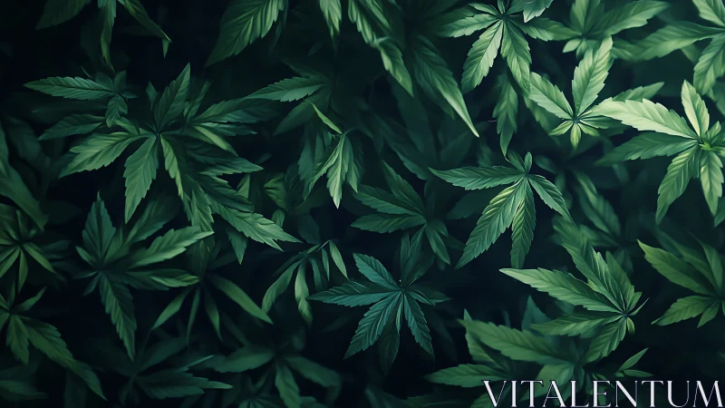 Lush layered cannabis foliage under moody teal lighting.