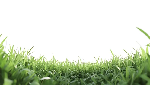 Fresh green grass field under clean white sky background.