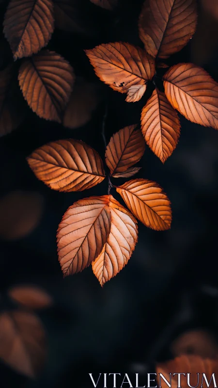 Moody macro study of copper autumn leaves on deep shadow field.