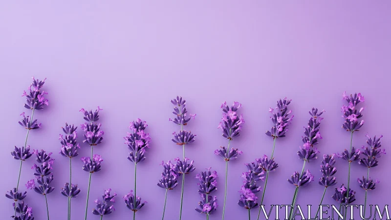 Purple Lavender Stems on Gradient Background.