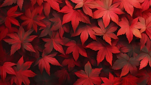 Crimson maple leaves form dense layered autumn tapestry
