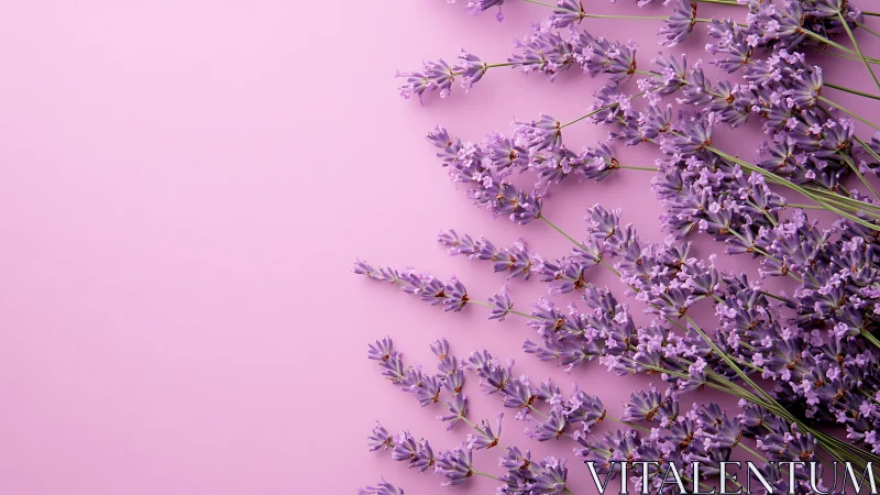 Lavender Blooms on Pink Surface.