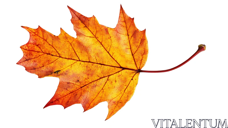 Isolated maple leaf with autumn coloration on white background.