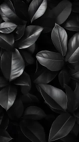 Monochrome rubber plant leaves forming dense dark pattern.
