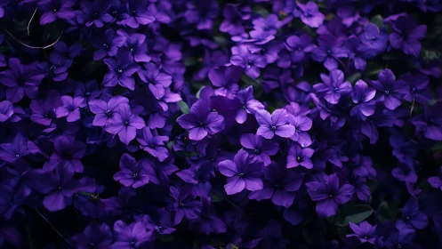 Thousand Purple Petals Dancing Against the Velvet Void