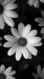 Delicate Daisies Dance in Soft Monochrome Light