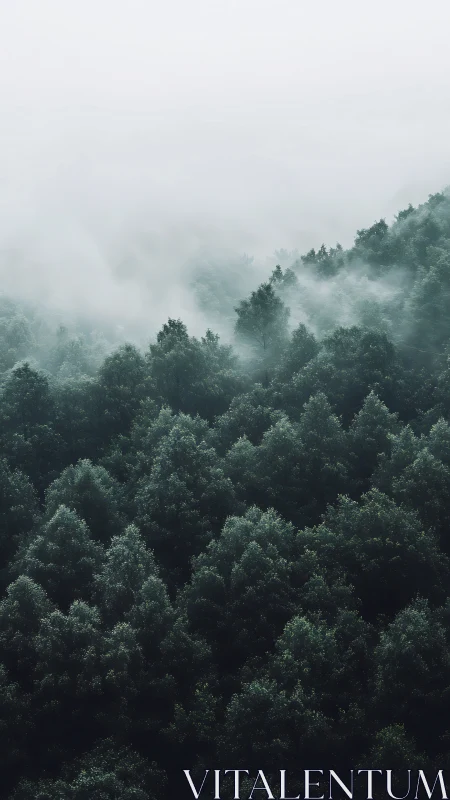 Mist-Draped Evergreens Exhale Silence.