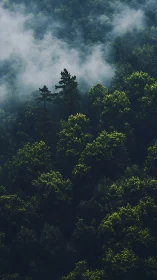 Misty Forest Canopy with Tall Pine Trees.