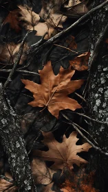 Dry brown maple leaves scattered on dark forest floor.
