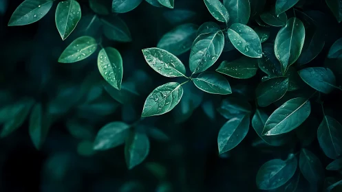 Raindrop-kissed green leaves glowing softly in the shade.