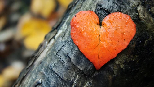 Vibrant Red Heart Leaf Resting on Weathered Tree Bark