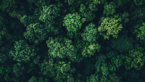 Aerial Forest Canopy from Above.